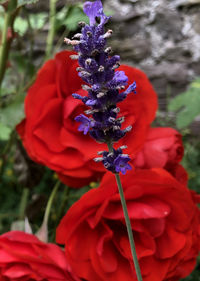 Close-up of red flowering plant