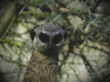 Close-up portrait of an animal