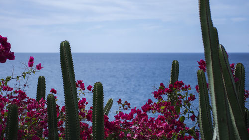 Close-up of cactus by sea against sky