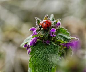 Close-up of bee on purple flower