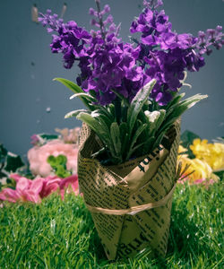 Close-up of flowering plant on field