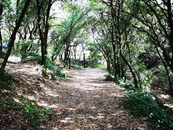 Road amidst trees in forest