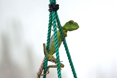 Close-up of lizard on rope