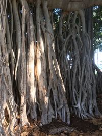 Low angle view of tree trunk