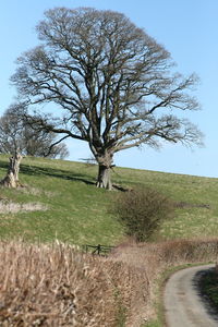 Tree on field against clear sky