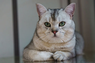 British shorthair cat looking at the camera. portrait.