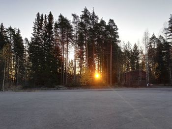 Trees against clear sky during winter