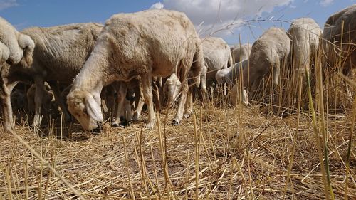 Sheep grazing in a field