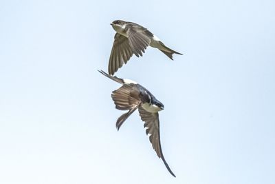 Low angle view of bird flying in sky