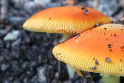 Close-up of fly agaric mushroom