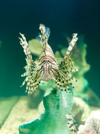 Close-up of fishes swimming in sea