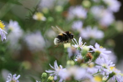 Close-up of honey bee on flower