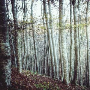 Trees in forest