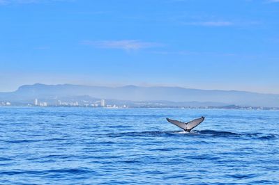 Whale swimming in sea against sky