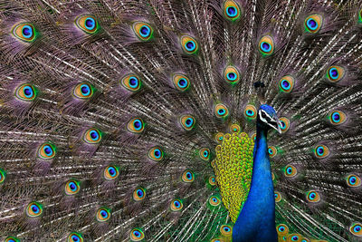 Full frame shot of peacock