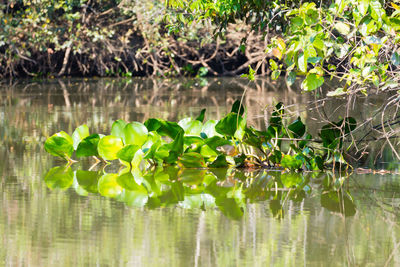 Lotus leaves floating on water in lake