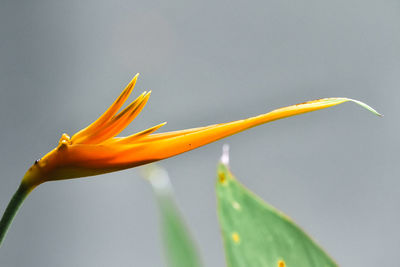 Close-up of yellow flower