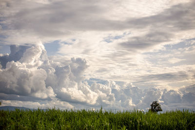 Scenic view of field against sky