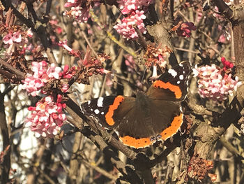 Close-up of butterfly on cherry blossom tree