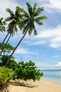 Palm trees on beach against sky