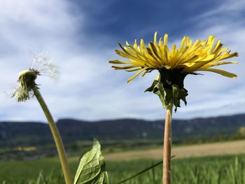 Close-up of sunflower against sky