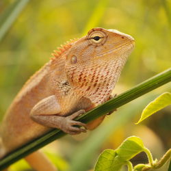 Close-up of lizard on plant