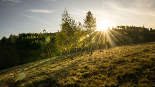 Sunlight streaming through trees on field against sky