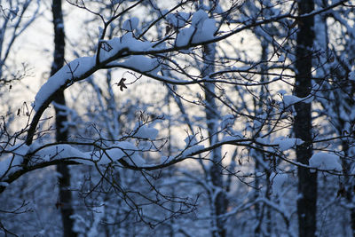 Low angle view of frozen bare trees during winter