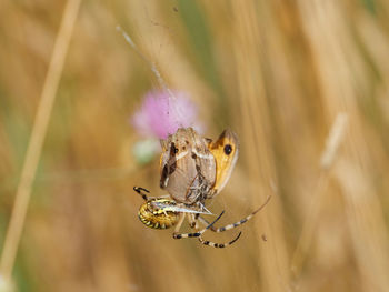 Garden spider, argiope trifasciata, hunting a butterfly, near almansa, spain.