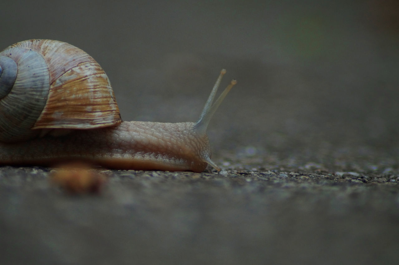 Schnecke auf Stein