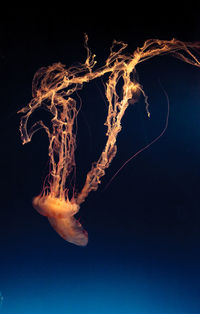 Close-up of jellyfish undersea