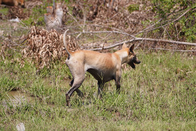 Side view of a sheep on field