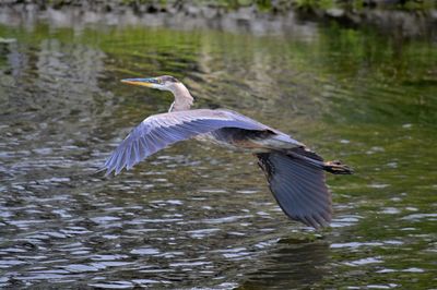 Bird flying over lake