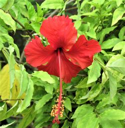 Close-up of red hibiscus blooming outdoors