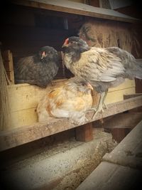 Birds perching on wood