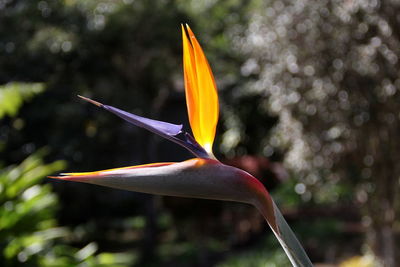 Close-up of flower blooming in park