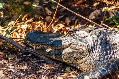 Close-up of crocodile on field