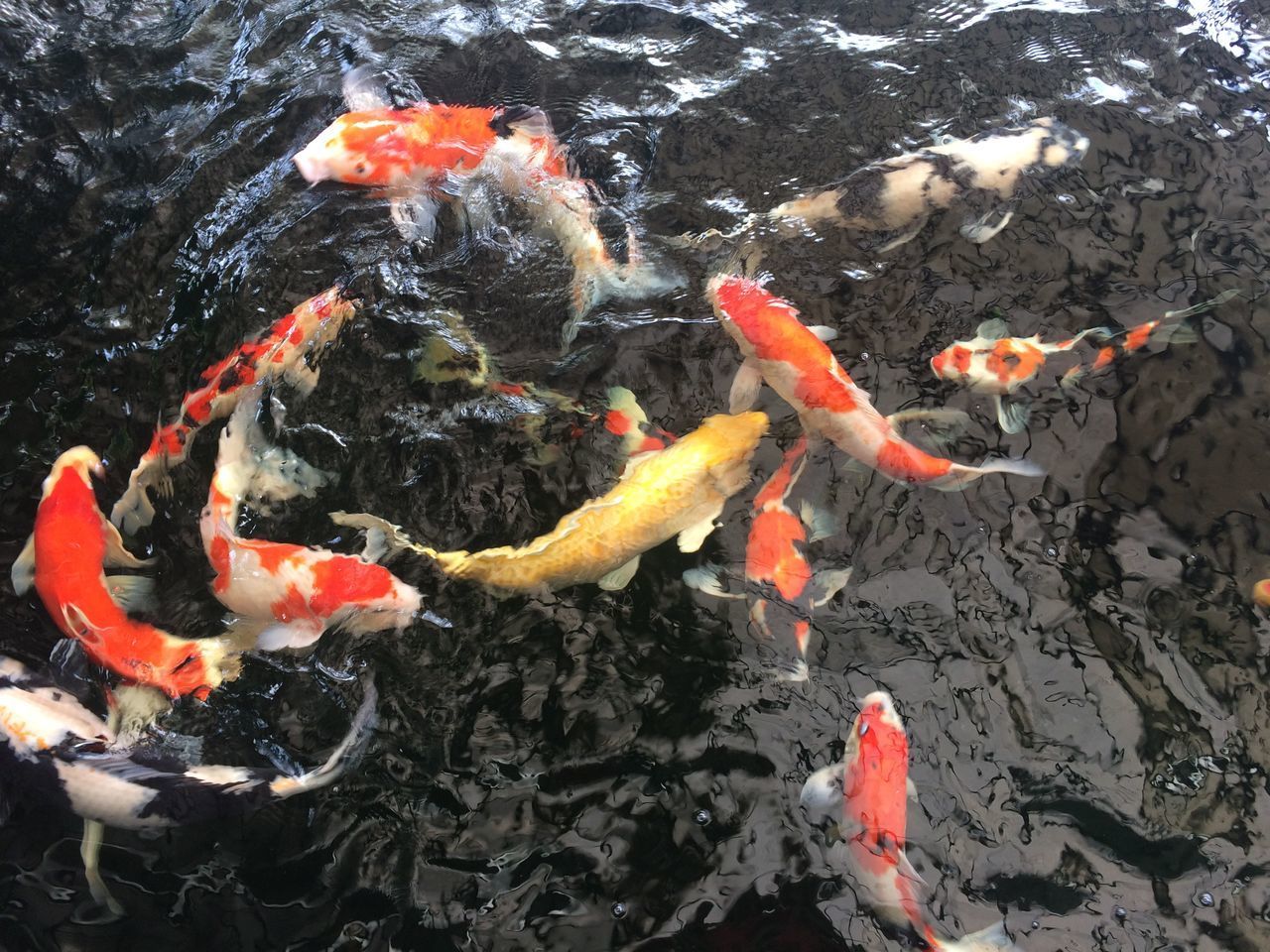 FISHES SWIMMING IN LAKE