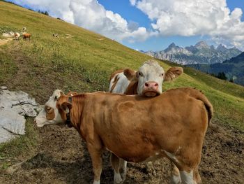 Cows on field against sky