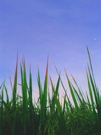 Plants growing on field against cloudy sky