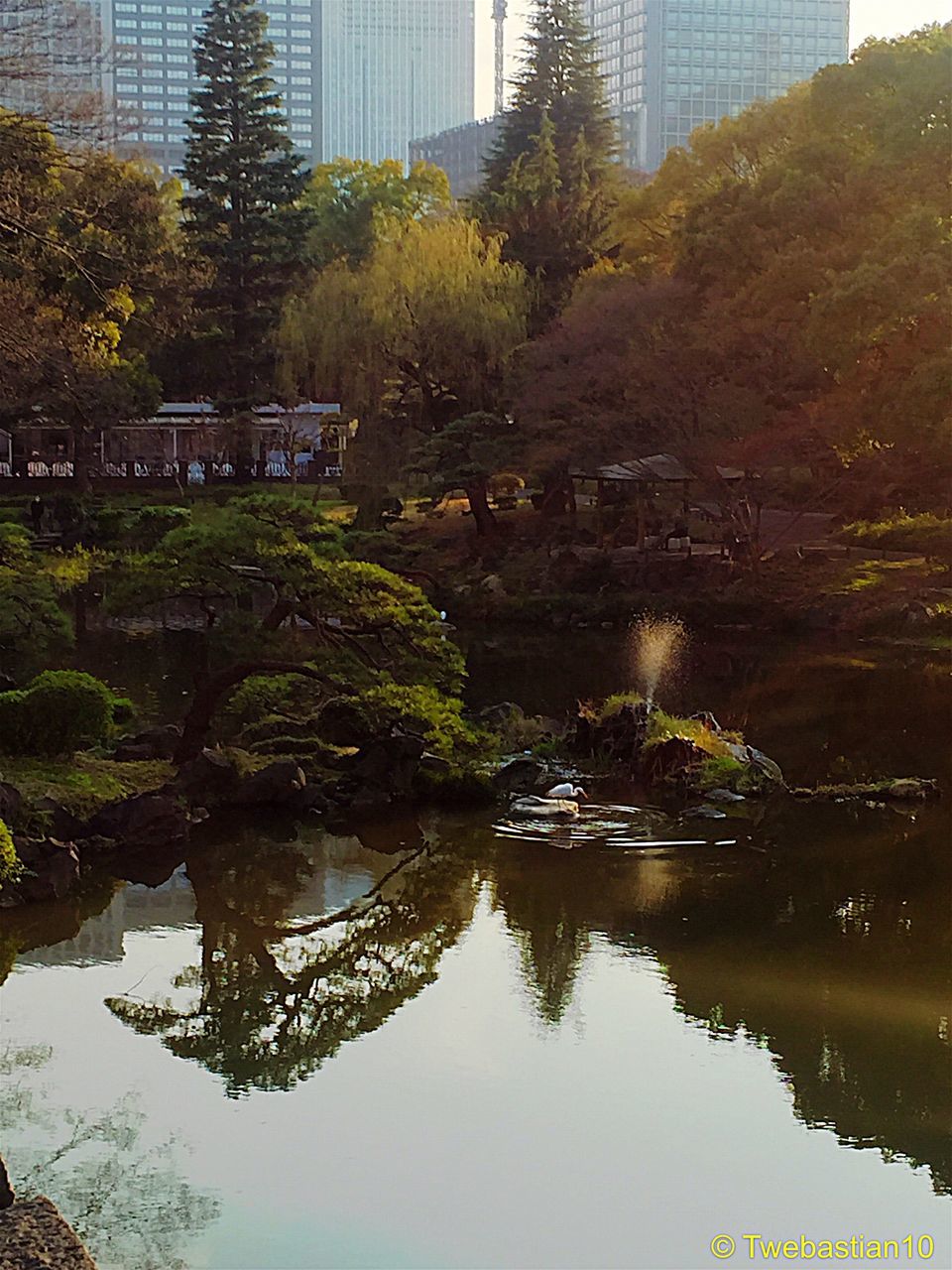 TREES REFLECTING IN WATER