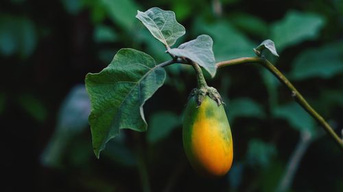 Close-up of fruit growing on plant