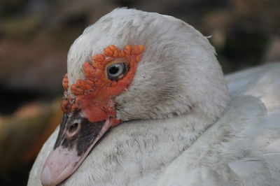 Close-up of a bird