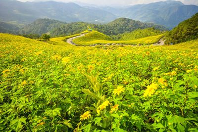 Yellow flowering plants on land against mountains