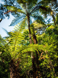 Low angle view of trees in forest against sky