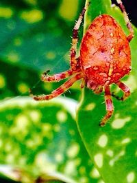 Close-up of insect on leaf