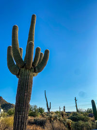 Low angle view of palm trees against blue sky