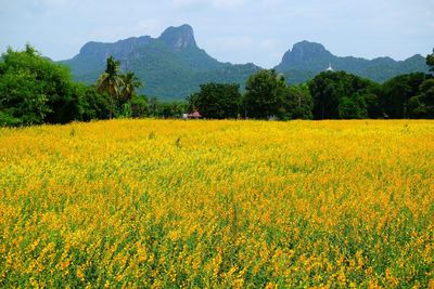 Yellow wildflowers blooming on field against mountains