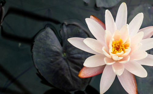 Close-up of lotus water lily