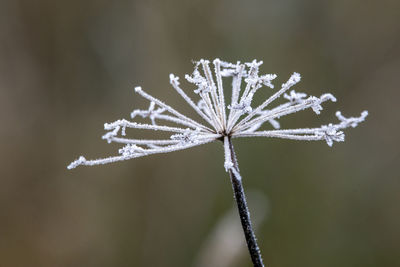 A close-up of a frost frozen hogweed flower